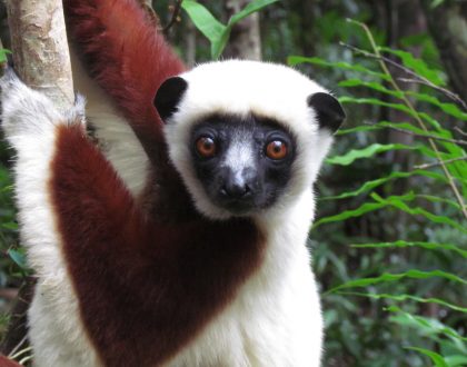 Madagascar Northern Untamed : 14 nights - 15 days