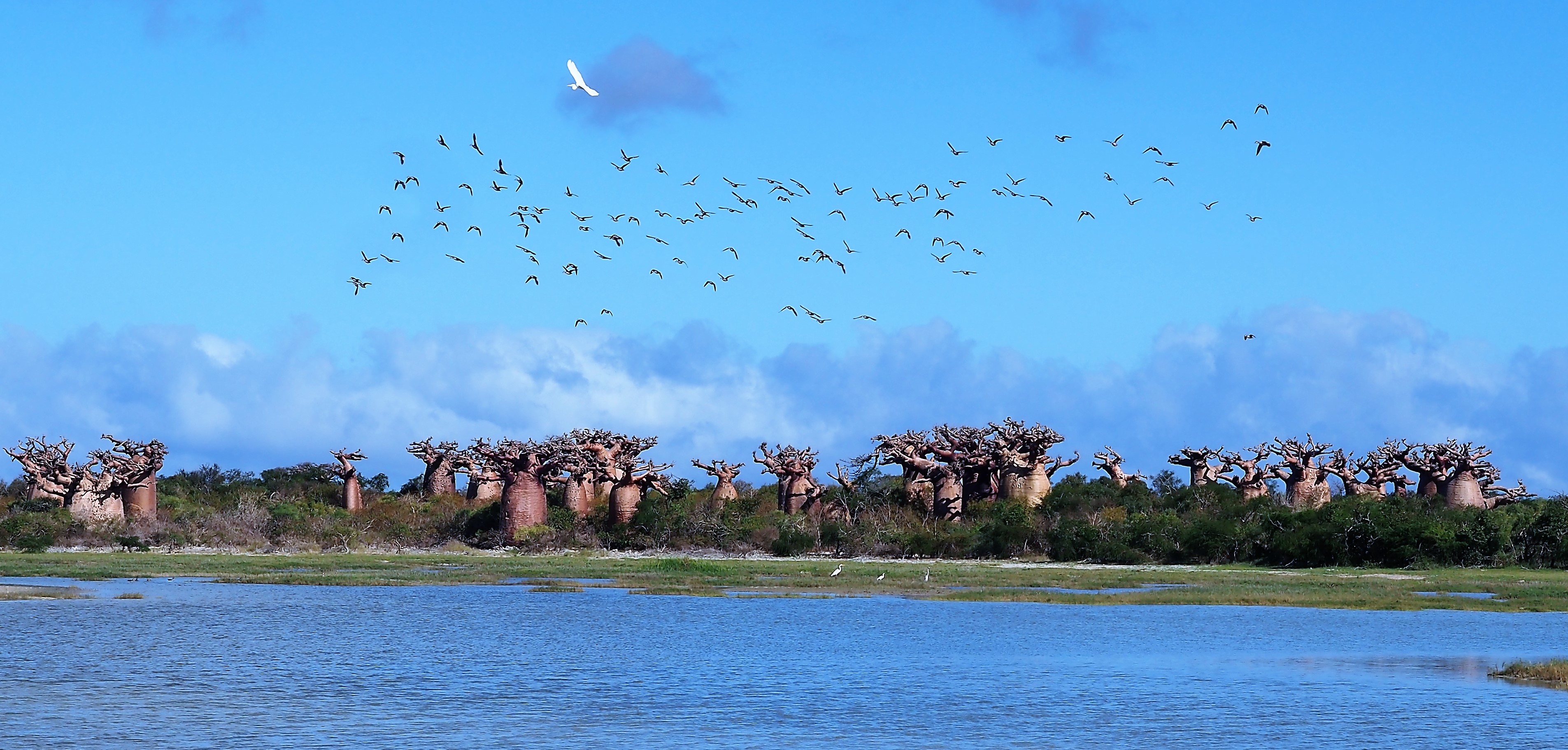 30/ Madagascar, a paradise for birdwatchers