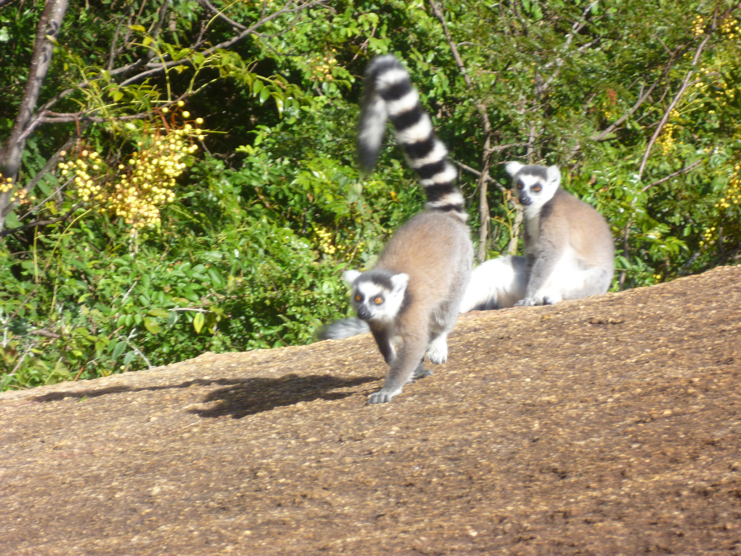 13/ The kingdom of lemurs with Berenty:  5 nights - 6 days