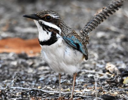 21/  Special interest - Birding tour in Madagascar